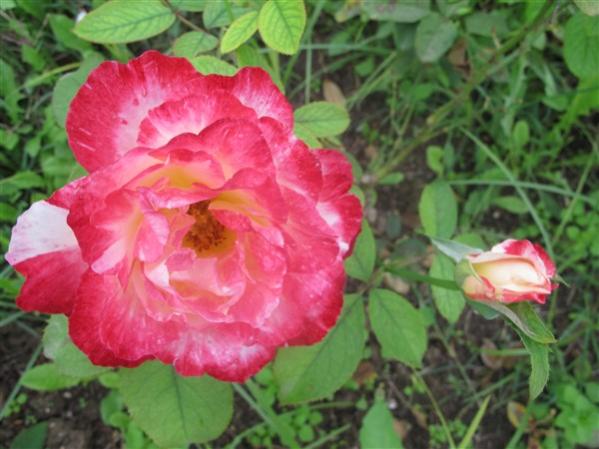 Name:  IMG_7342 (600 x 450).jpg
Views: 1016
Size:  43.1 KB