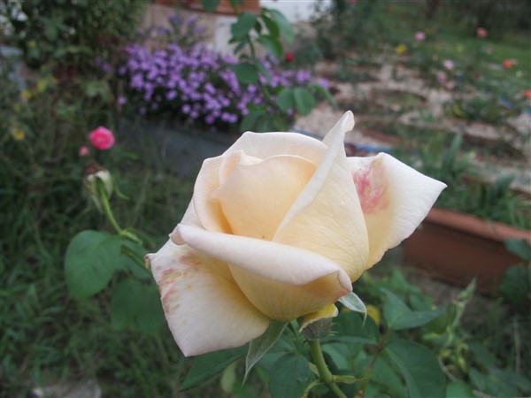 Name:  IMG_7334 (600 x 450).jpg
Views: 1000
Size:  52.5 KB