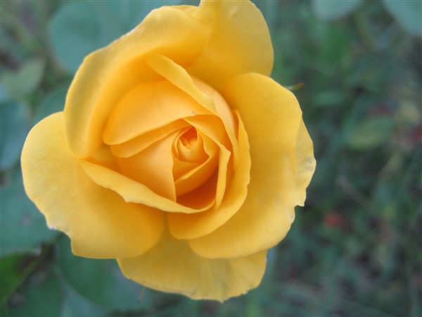 Name:  IMG_7319 (600 x 450).jpg
Views: 1004
Size:  37.8 KB