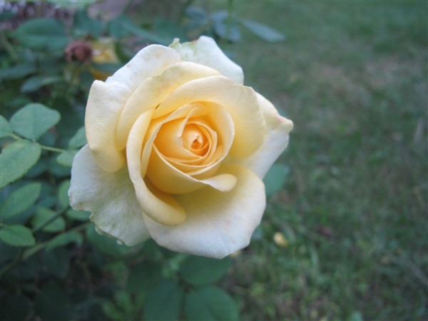 Name:  IMG_7325 (600 x 450).jpg
Views: 1025
Size:  42.8 KB