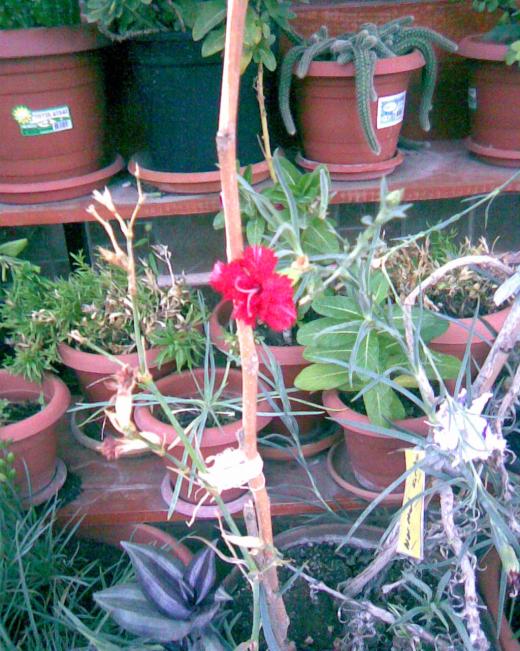 Name:  karanfil......jpg
Views: 702
Size:  76.0 KB
