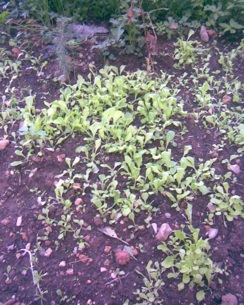 Name:  MARUL FDELER.jpg
Views: 709
Size:  80.0 KB