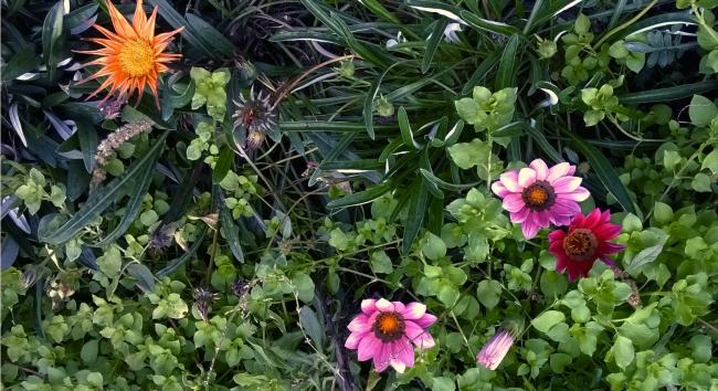 Name:  gazania 25.10.2015.jpg
Views: 591
Size:  66.3 KB