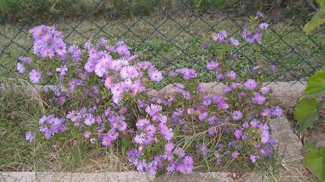 Name:  20151010_181149.jpg
Views: 853
Size:  70.4 KB