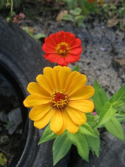 Name:  zinnia.jpg
Views: 1383
Size:  29.8 KB