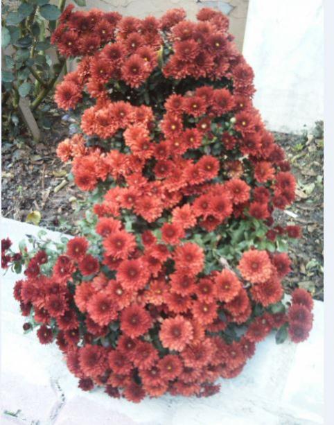 Name:  ka1.jpg
Views: 355
Size:  56.4 KB