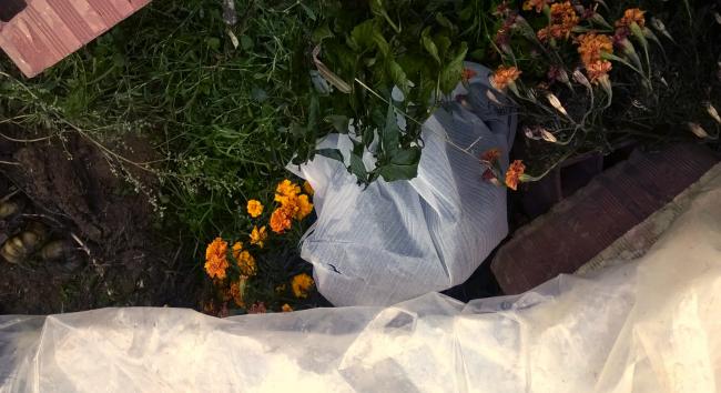 Name:  bhut jolokia 30.10.2015.jpg
Views: 535
Size:  42.6 KB