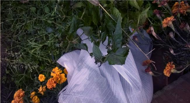 Name:  bhut jolokia1- 30.10.2015.jpg
Views: 504
Size:  43.6 KB