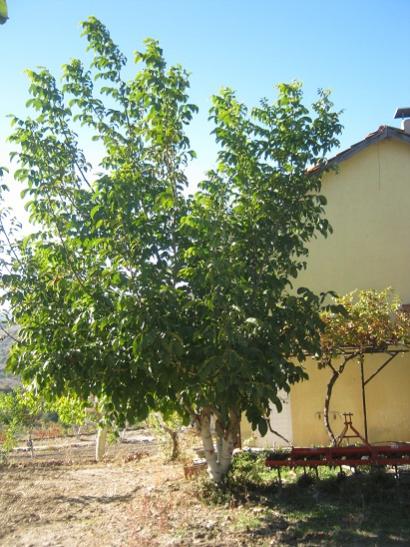 Name:  bahe.jpg
Views: 1275
Size:  55.7 KB