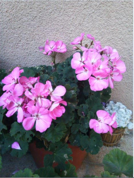 Name:  sar.JPG
Views: 301
Size:  65.6 KB