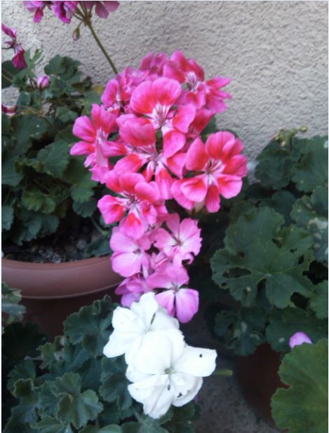 Name:  sar1.JPG
Views: 279
Size:  56.7 KB
