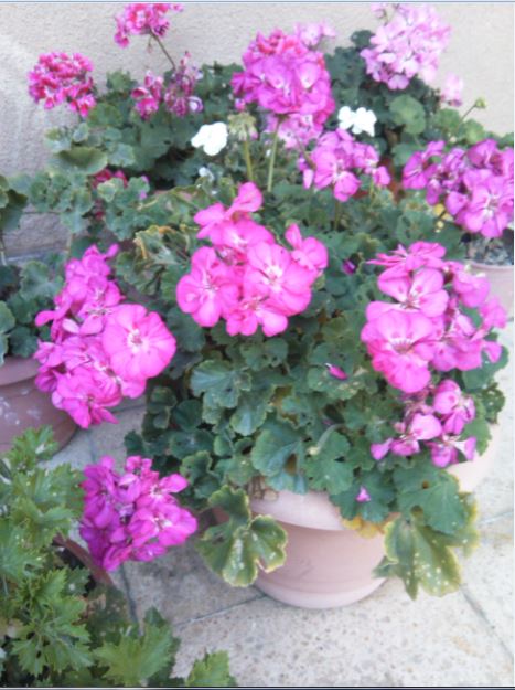 Name:  sar2.JPG
Views: 266
Size:  66.6 KB