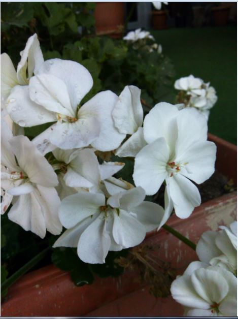 Name:  sar3.JPG
Views: 296
Size:  46.8 KB