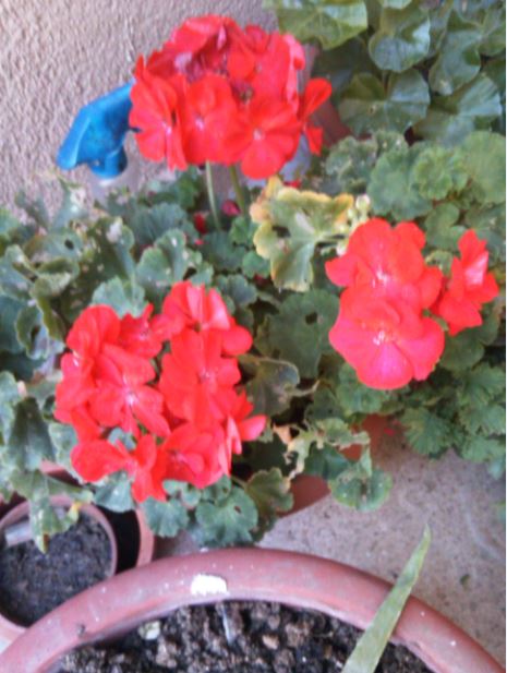 Name:  sar5.JPG
Views: 239
Size:  57.4 KB