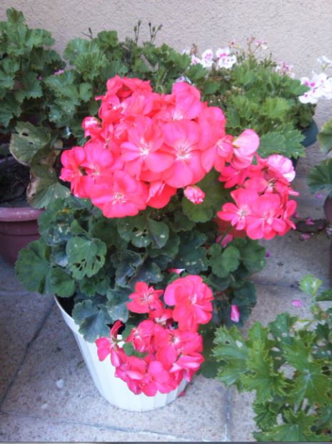 Name:  sar6.JPG
Views: 241
Size:  64.1 KB