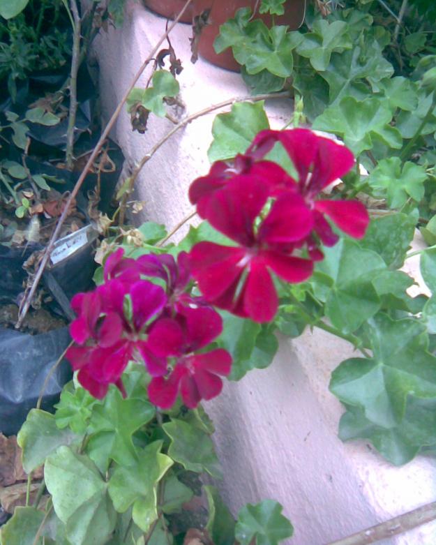 Name:  sardunya.jpg
Views: 665
Size:  71.6 KB