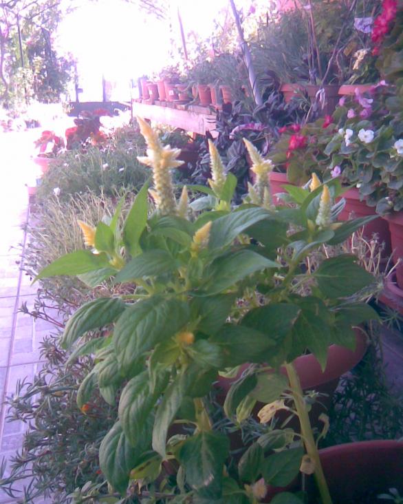 Name:  HOROZ ..jpg
Views: 686
Size:  73.2 KB
