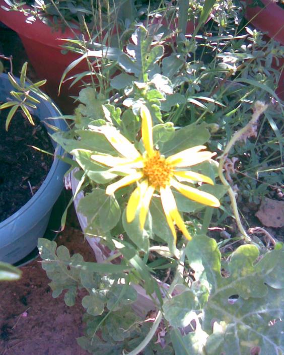 Name:  Grnt034.jpg
Views: 674
Size:  75.6 KB