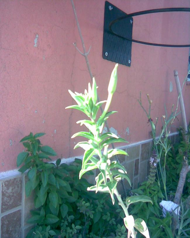 Name:  EZAN.jpg
Views: 671
Size:  62.8 KB