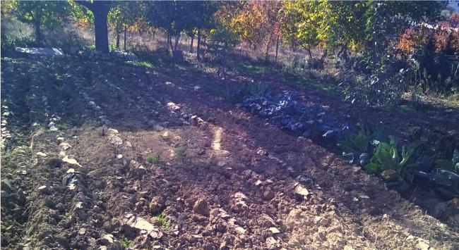Name:  08.11.2015 bahe (27.10.2015 de srlm).jpg
Views: 485
Size:  67.8 KB