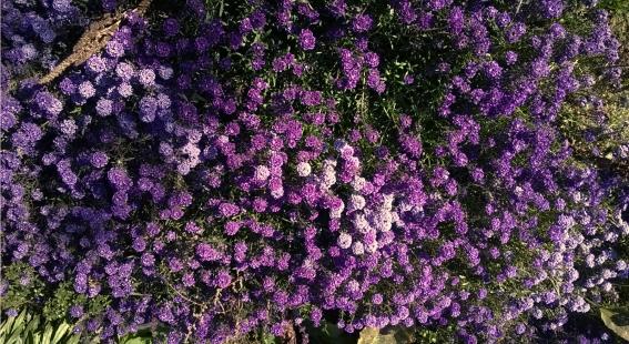 Name:  08.11.2015 alyssum.jpg
Views: 440
Size:  70.2 KB