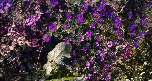 Name:  08.11.2015 verbena.jpg
Views: 466
Size:  70.8 KB
