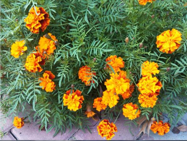 Name:  kad1.jpg
Views: 280
Size:  72.5 KB
