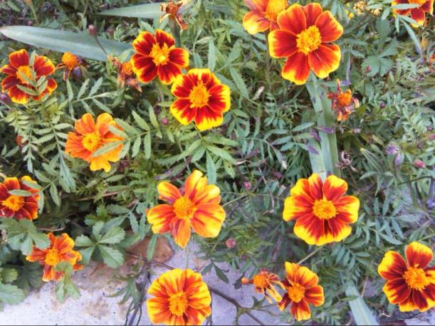 Name:  kad4.jpg
Views: 274
Size:  72.5 KB