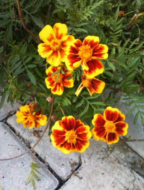Name:  kad5.jpg
Views: 269
Size:  57.4 KB