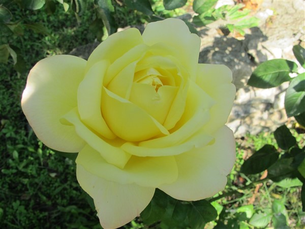 Name:  IMG_7444 (600 x 450).jpg
Views: 806
Size:  59.5 KB