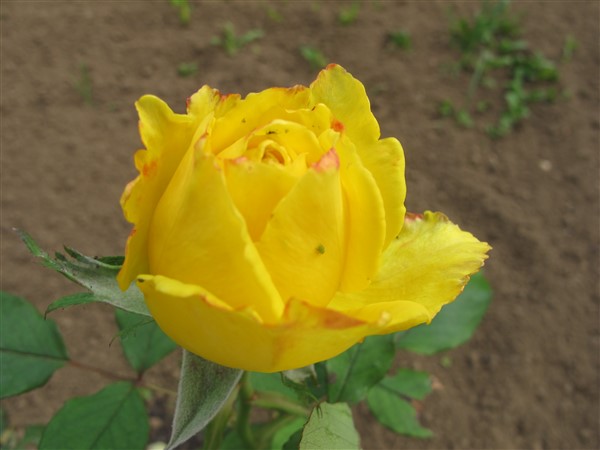 Name:  IMG_7453 (600 x 450).jpg
Views: 809
Size:  43.7 KB