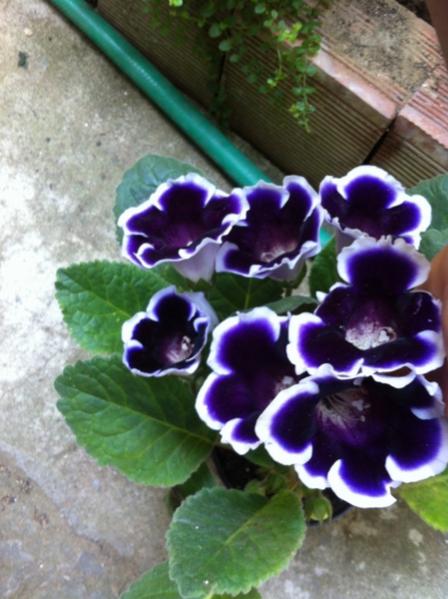 Name:  IMG_8696.jpg
Views: 675
Size:  43.8 KB