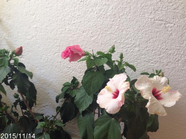 Name:  image.jpg
Views: 555
Size:  50.8 KB