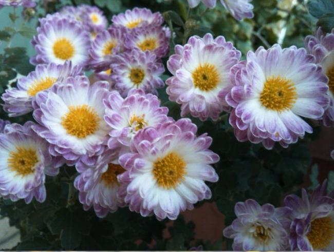 Name:  kas6.jpg
Views: 457
Size:  49.8 KB