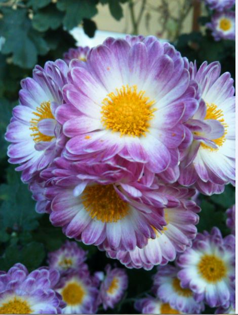 Name:  kas7.JPG
Views: 458
Size:  59.2 KB