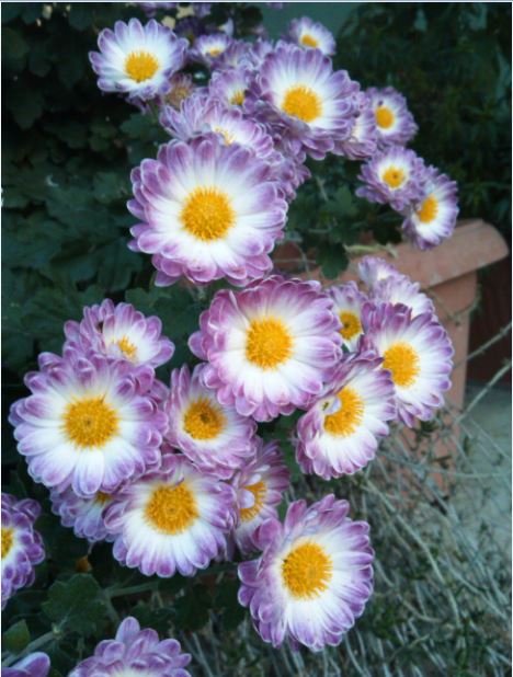 Name:  kas8.JPG
Views: 463
Size:  64.3 KB