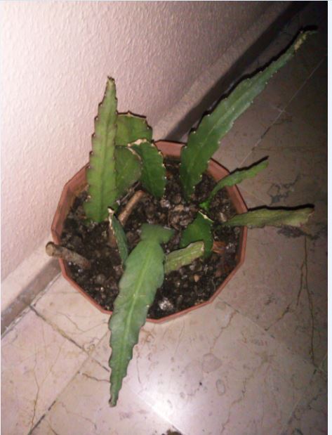 Name:  Ekran Alnts1.JPG
Views: 396
Size:  48.7 KB