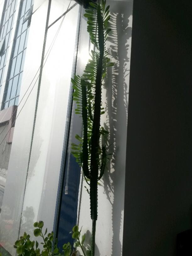 Name:  20151116_120955_resized.jpg
Views: 476
Size:  52.5 KB