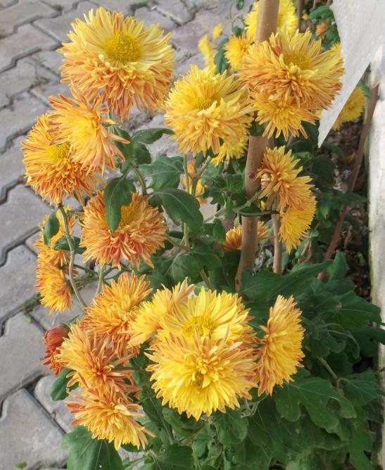 Name:  DSCF8234.jpg
Views: 480
Size:  74.9 KB
