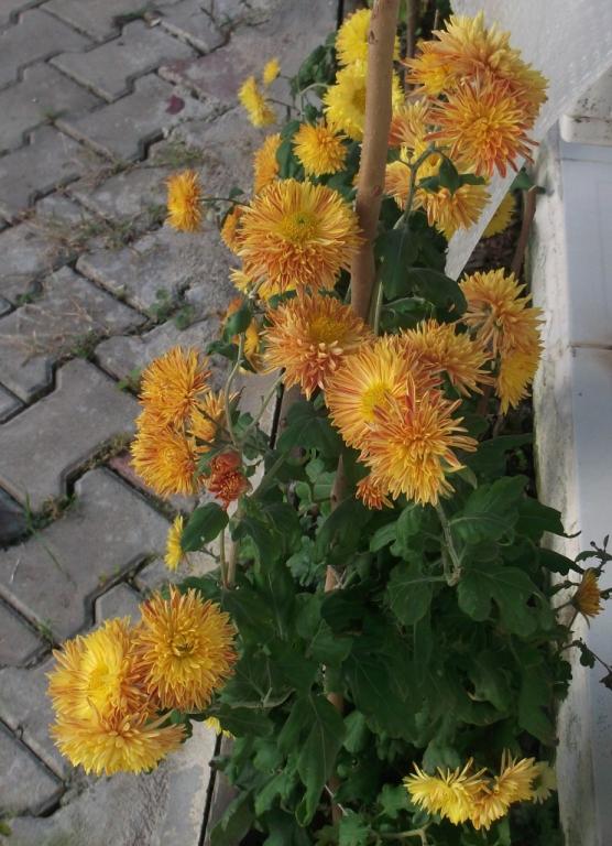 Name:  DSCF8217.jpg
Views: 483
Size:  74.2 KB