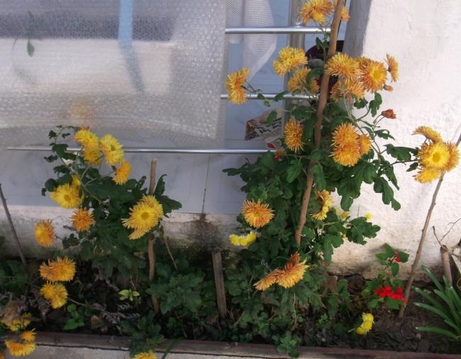 Name:  DSCF8218.jpg
Views: 487
Size:  56.0 KB