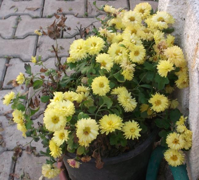 Name:  DSCF8232.jpg
Views: 462
Size:  70.1 KB