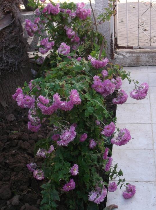 Name:  DSCF8225.jpg
Views: 476
Size:  74.7 KB