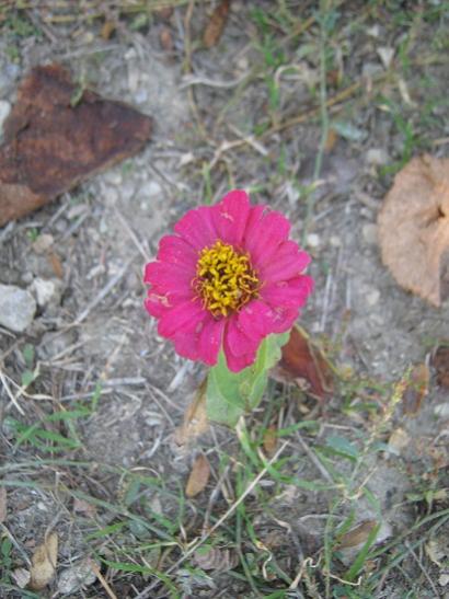Name:  zinnia4.jpg
Views: 1106
Size:  42.4 KB