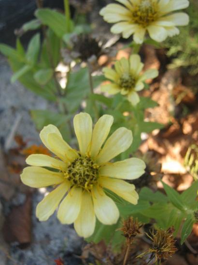 Name:  zinnia.jpg
Views: 1085
Size:  30.4 KB