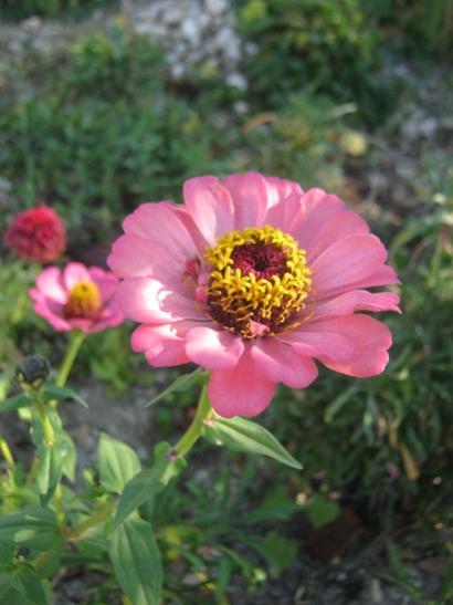 Name:  zinnia3.jpg
Views: 1111
Size:  31.6 KB