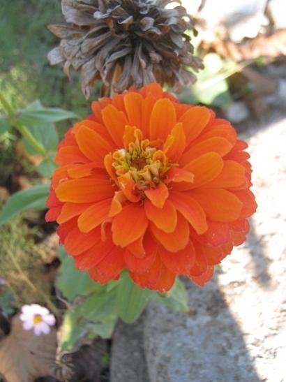Name:  zinnia1.jpg
Views: 1078
Size:  30.9 KB