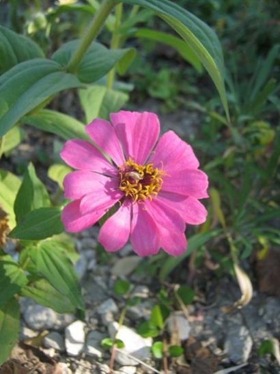 Name:  zinnia2.jpg
Views: 1106
Size:  34.4 KB