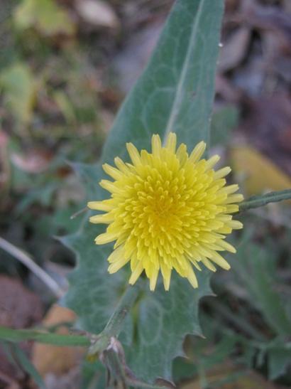 Name:  kr iei.jpg
Views: 1284
Size:  24.5 KB