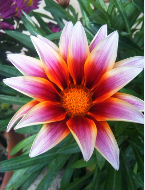 Name:  ga1.JPG
Views: 261
Size:  57.3 KB